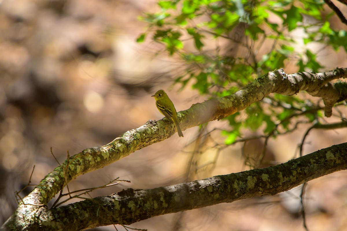 Western Flycatcher (Cordilleran) - ML450434271