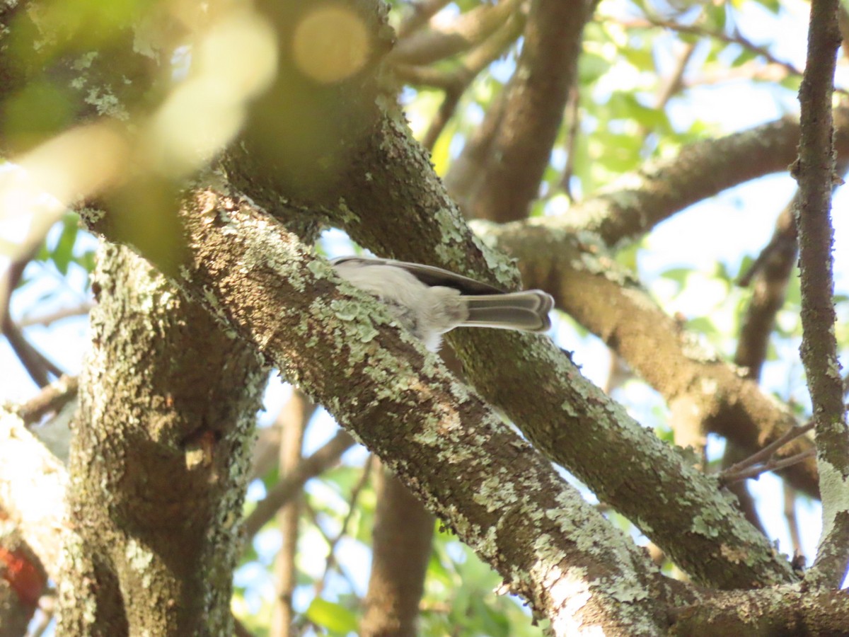 Mésange à ventre gris - ML450434561