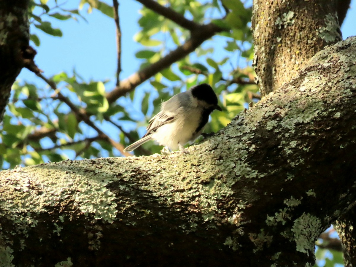 Mésange à ventre gris - ML450434571