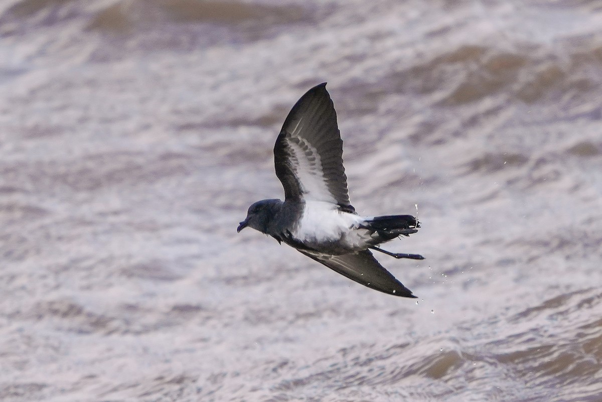 Black-bellied Storm-Petrel - ML450434951