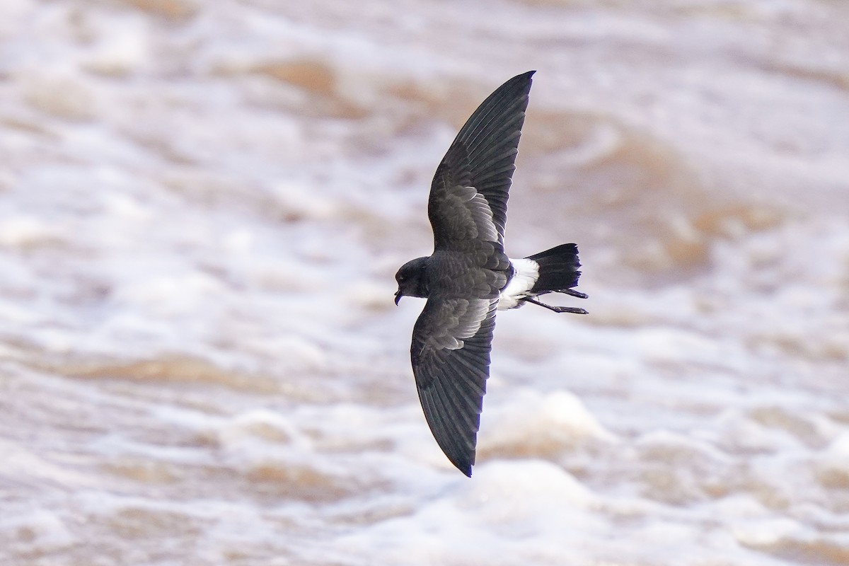 Black-bellied Storm-Petrel - ML450435071