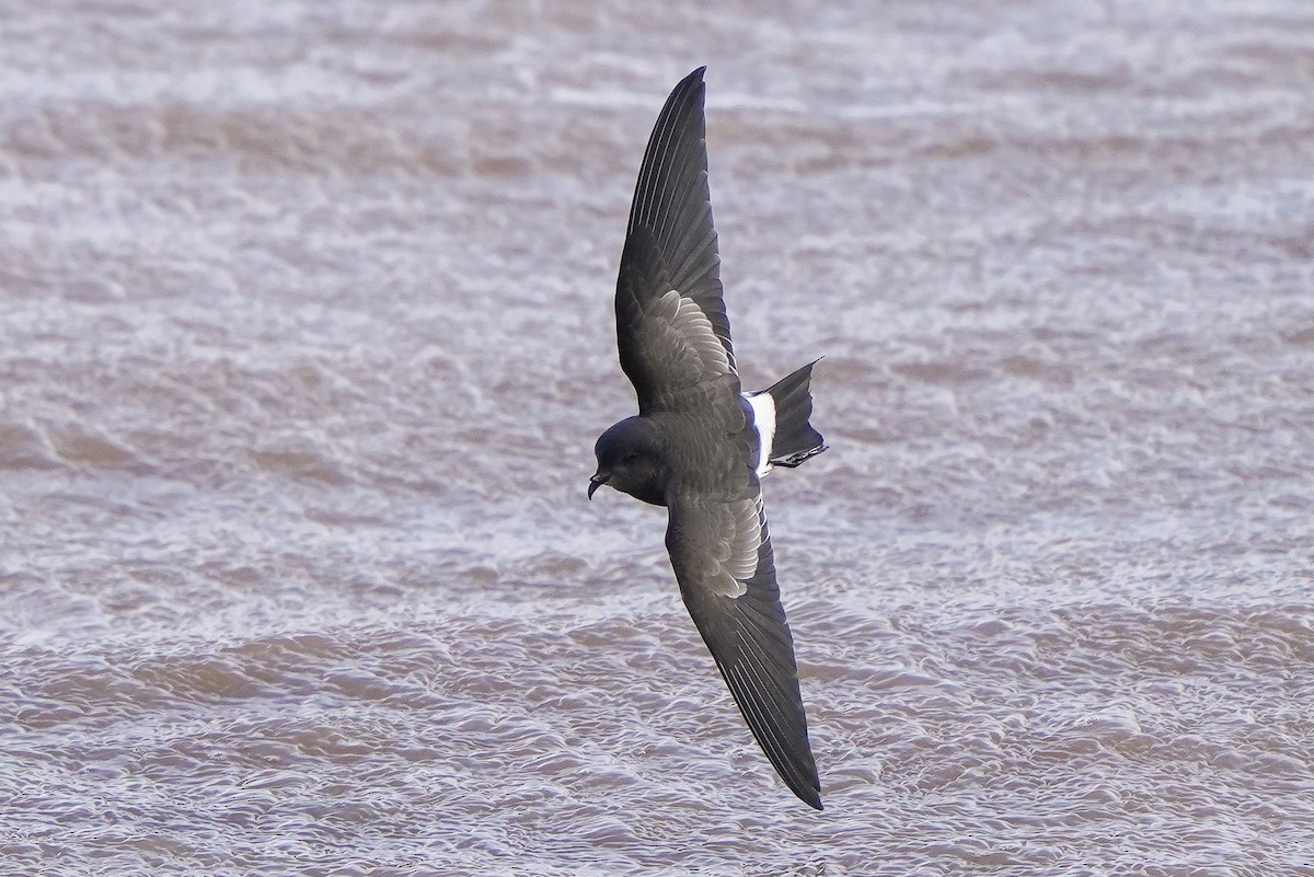 Black-bellied Storm-Petrel - ML450435211