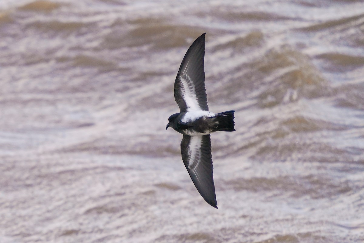 Black-bellied Storm-Petrel - ML450435251