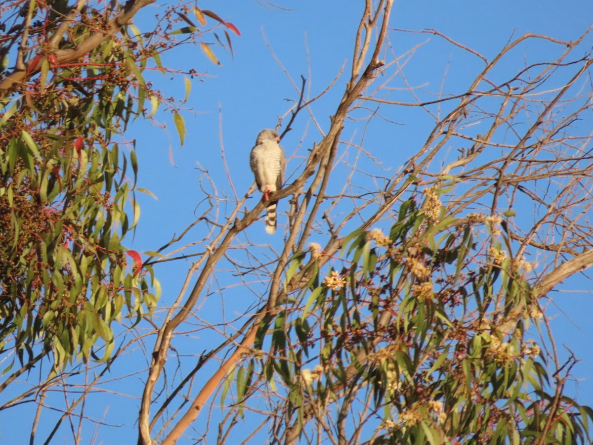 Gabar Goshawk - ML450435291