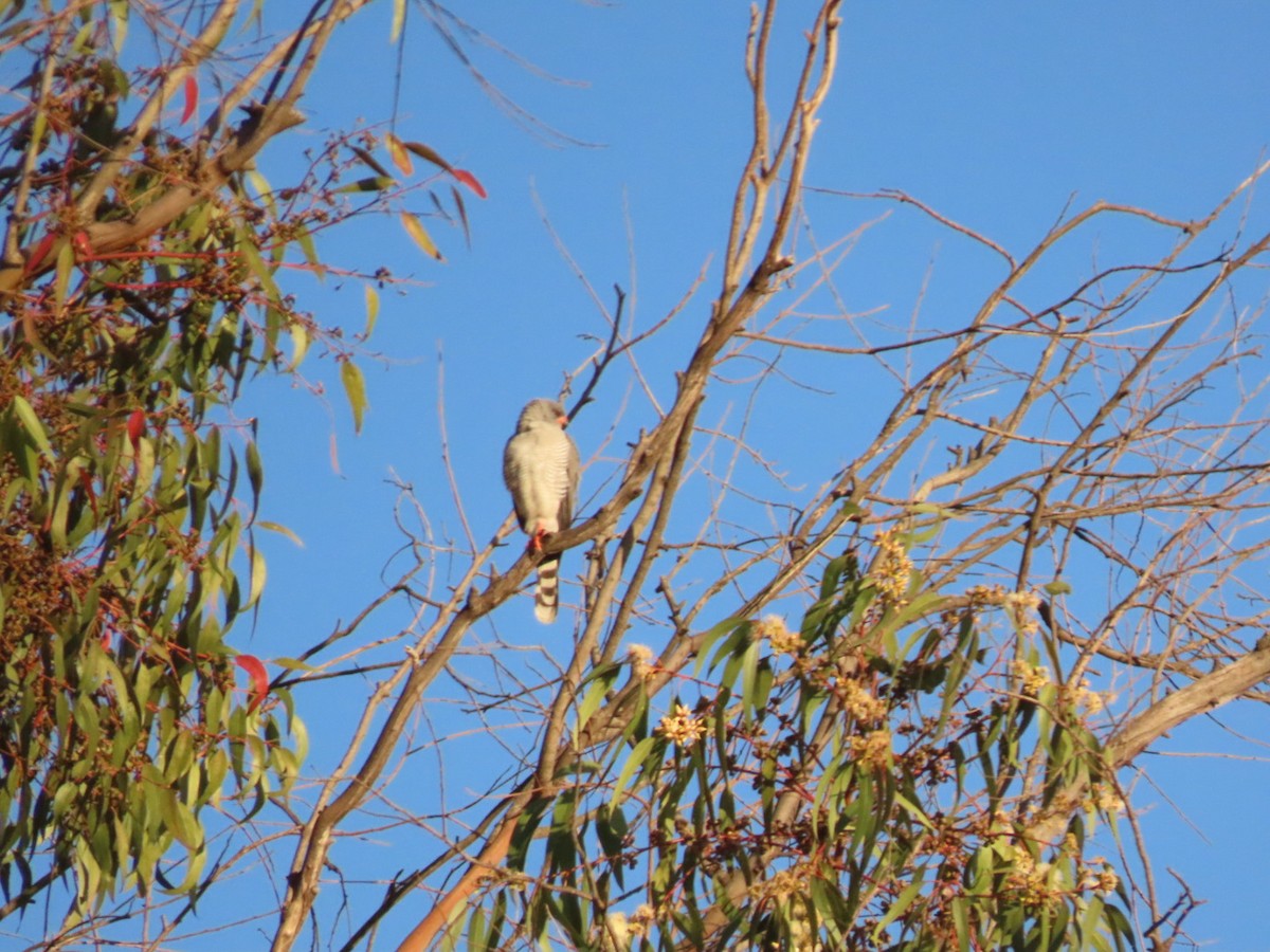 Gabar Goshawk - ML450435301