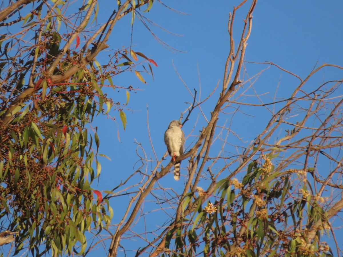 Gabar Goshawk - ML450435311