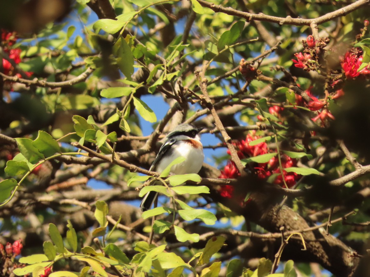 Chinspot Batis - ML450435781