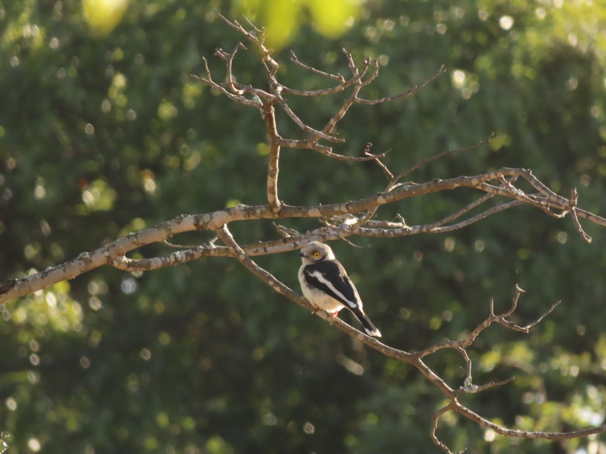 White Helmetshrike - ML450435981