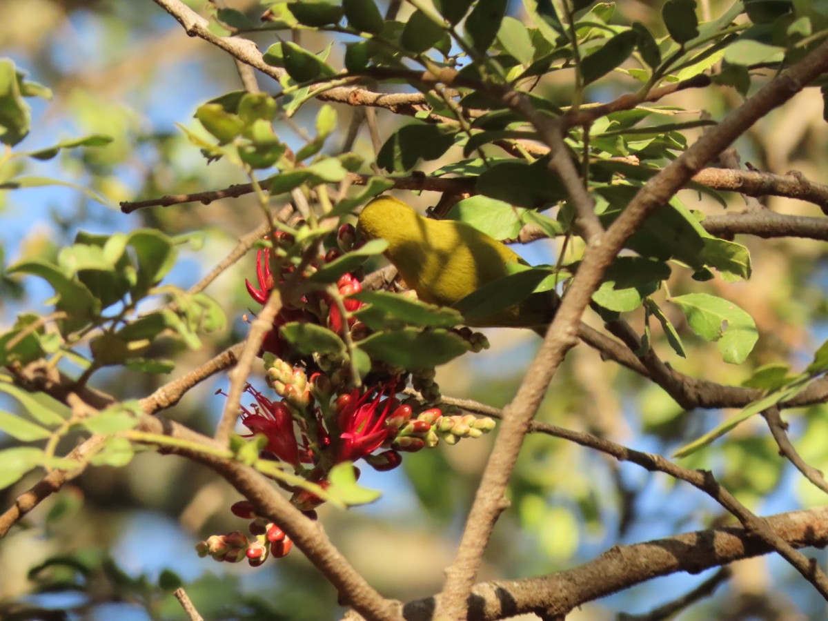 Southern Yellow White-eye - ML450436721