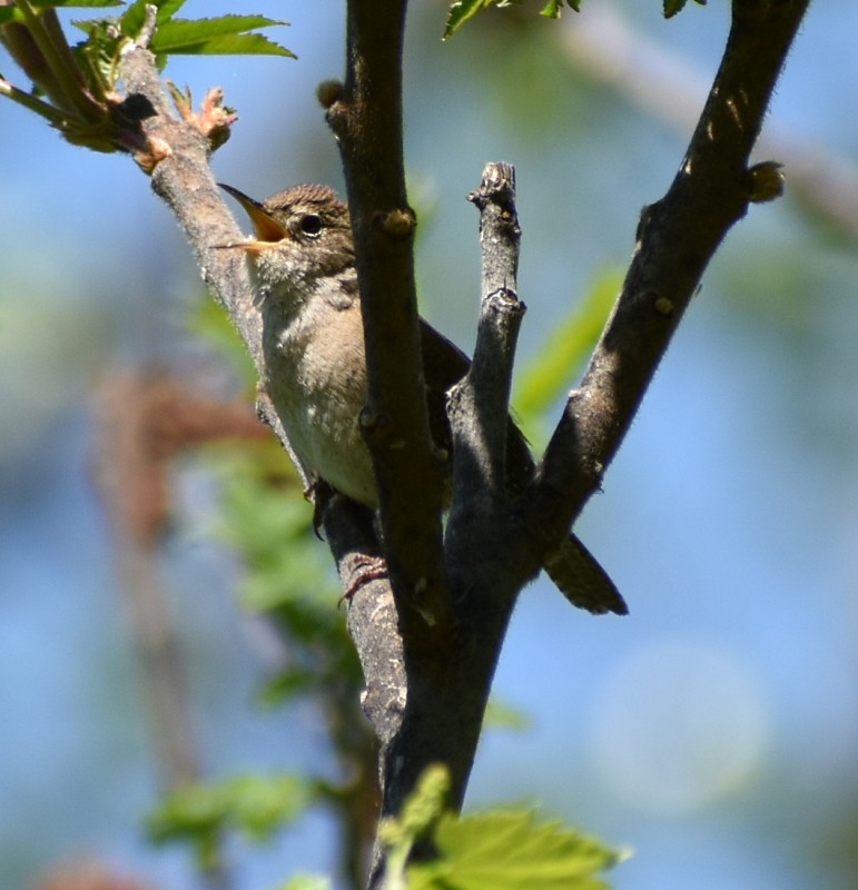 House Wren - Regis Fortin