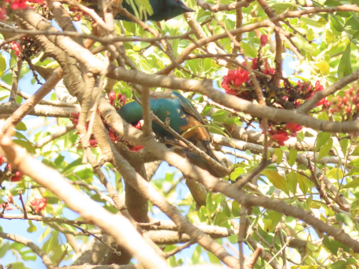 Lesser Blue-eared Starling - ML450437381