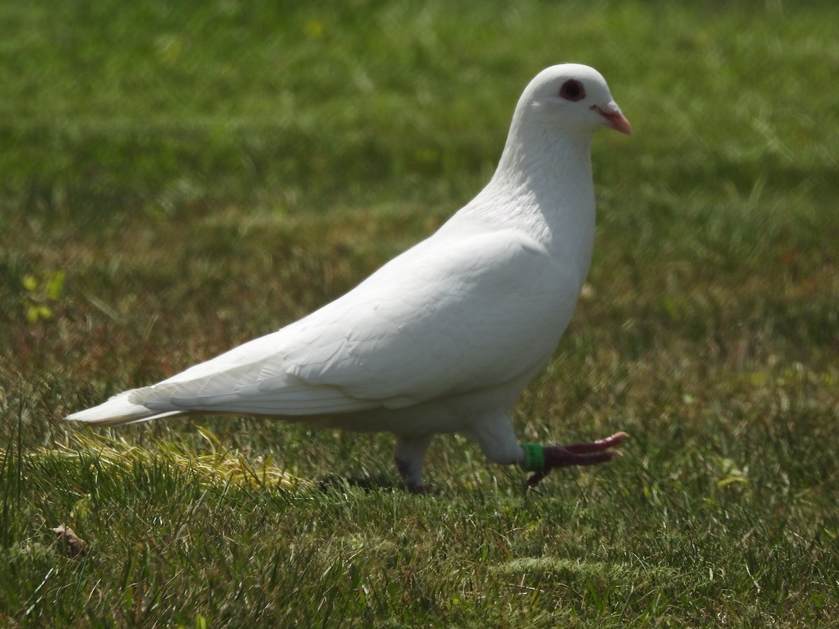 Rock Pigeon (Feral Pigeon) - ML450439411