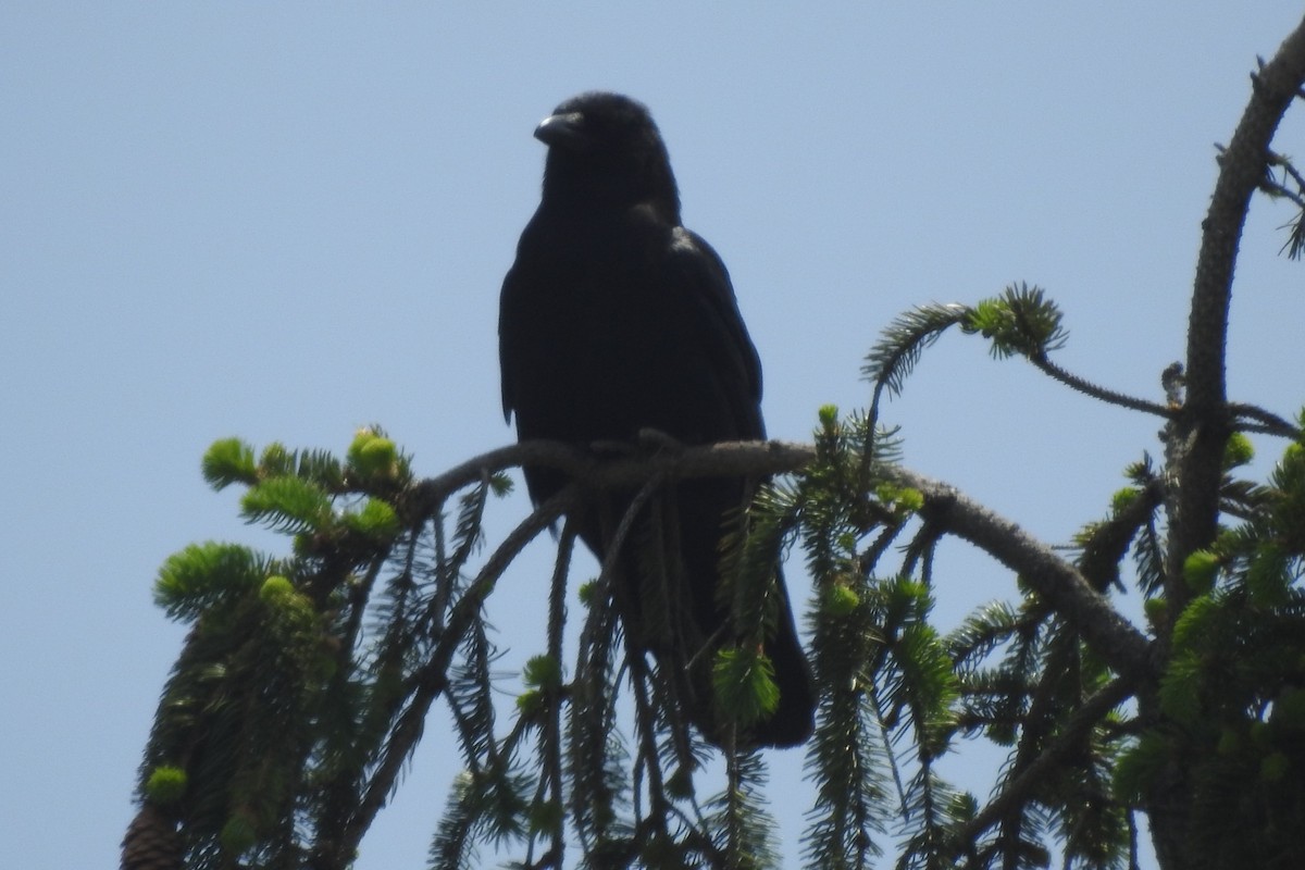 American Crow - ML450439551