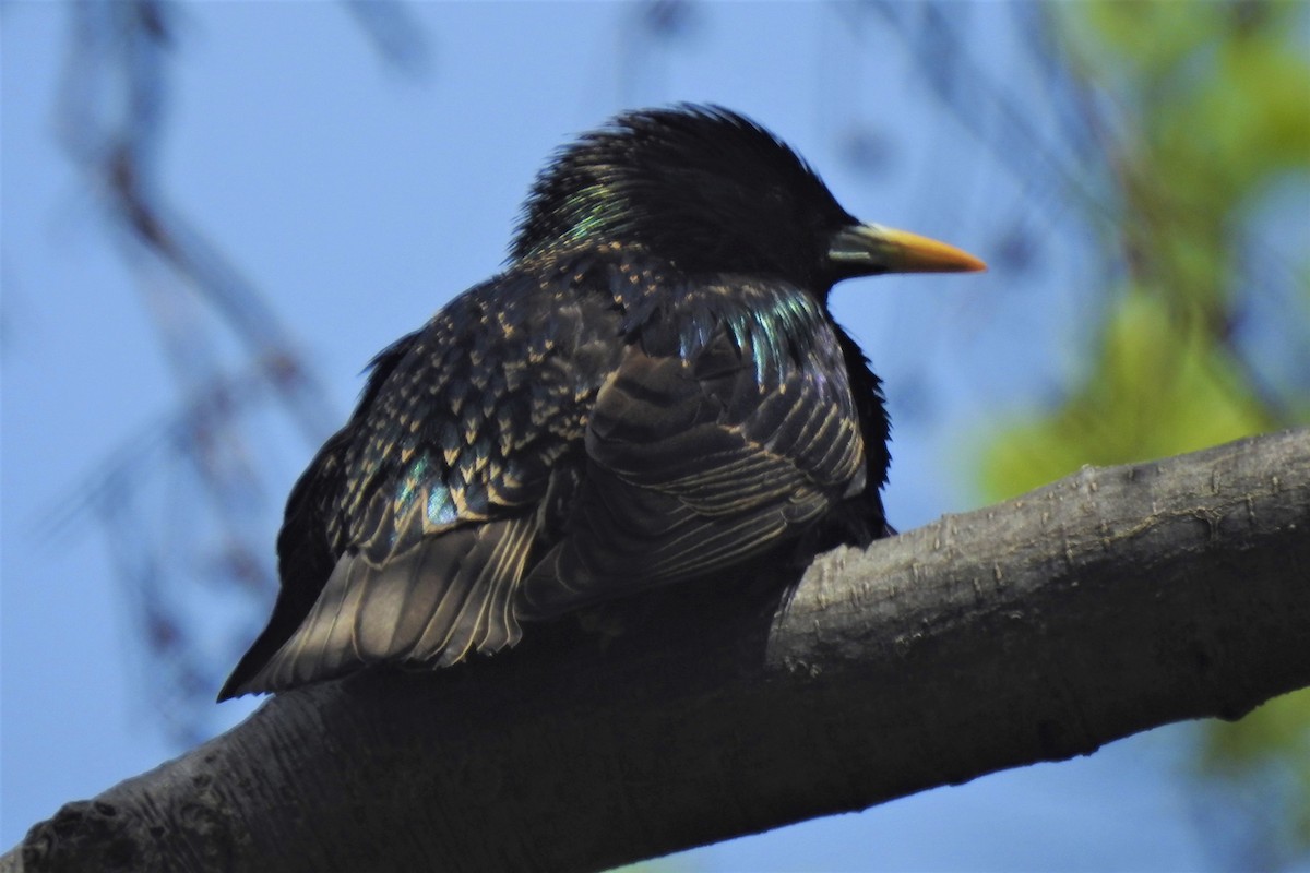 European Starling - ML450439671