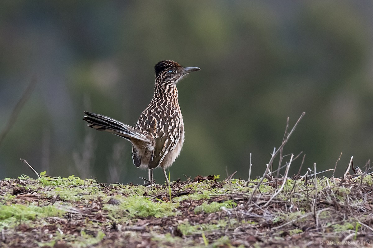 Greater Roadrunner - ML45043971