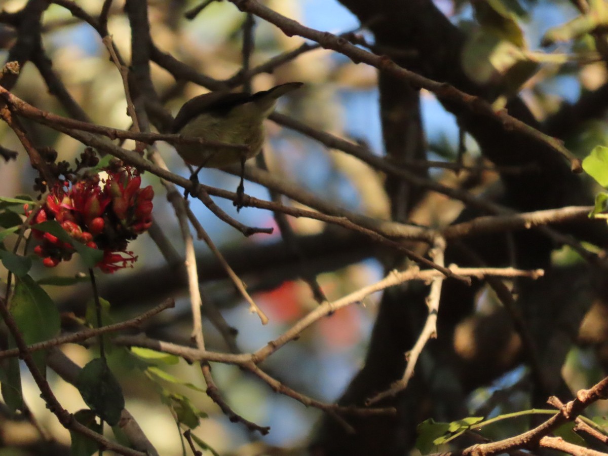 Eastern Miombo Sunbird - Lloyd Nelson