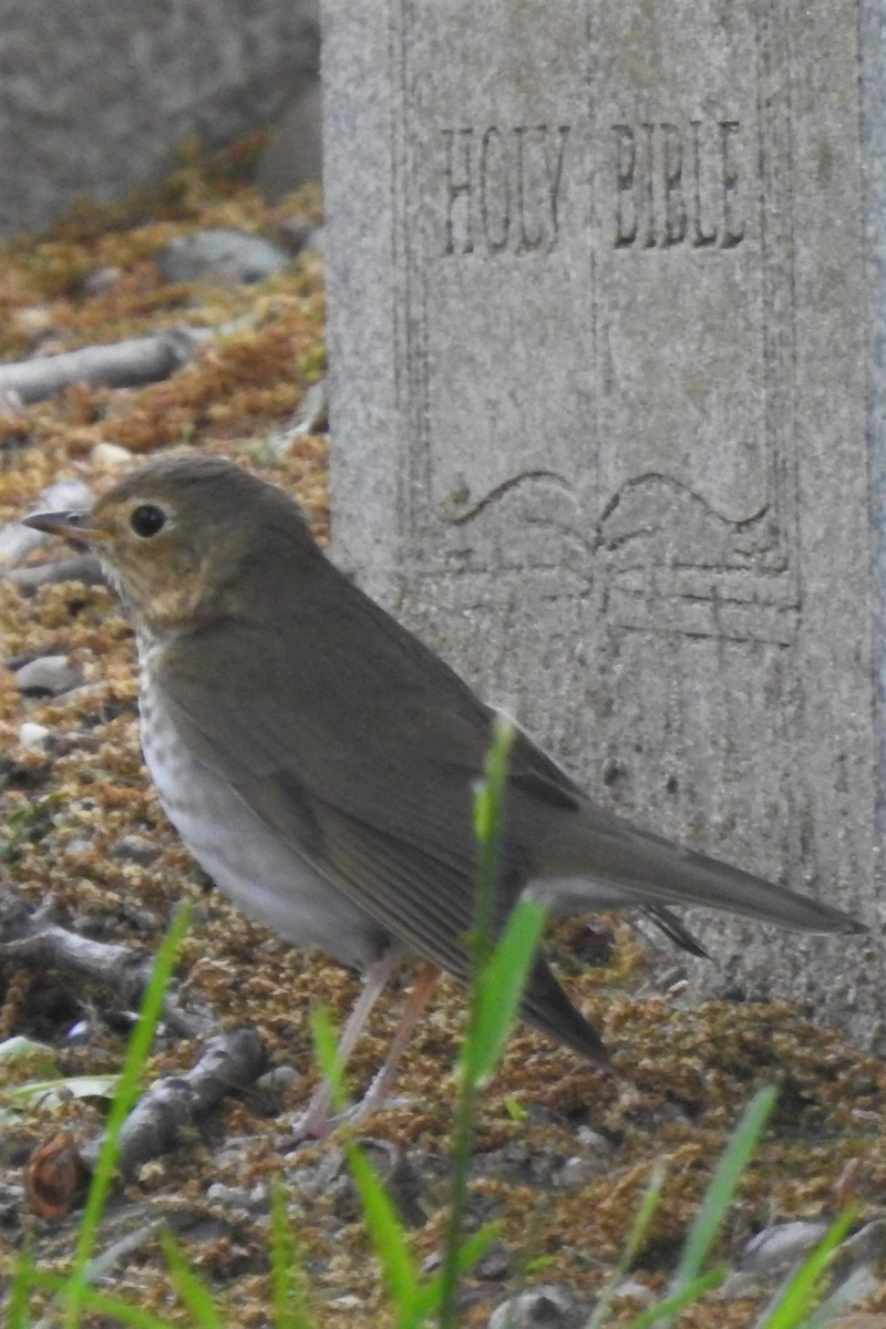 Swainson's Thrush - ML450439841