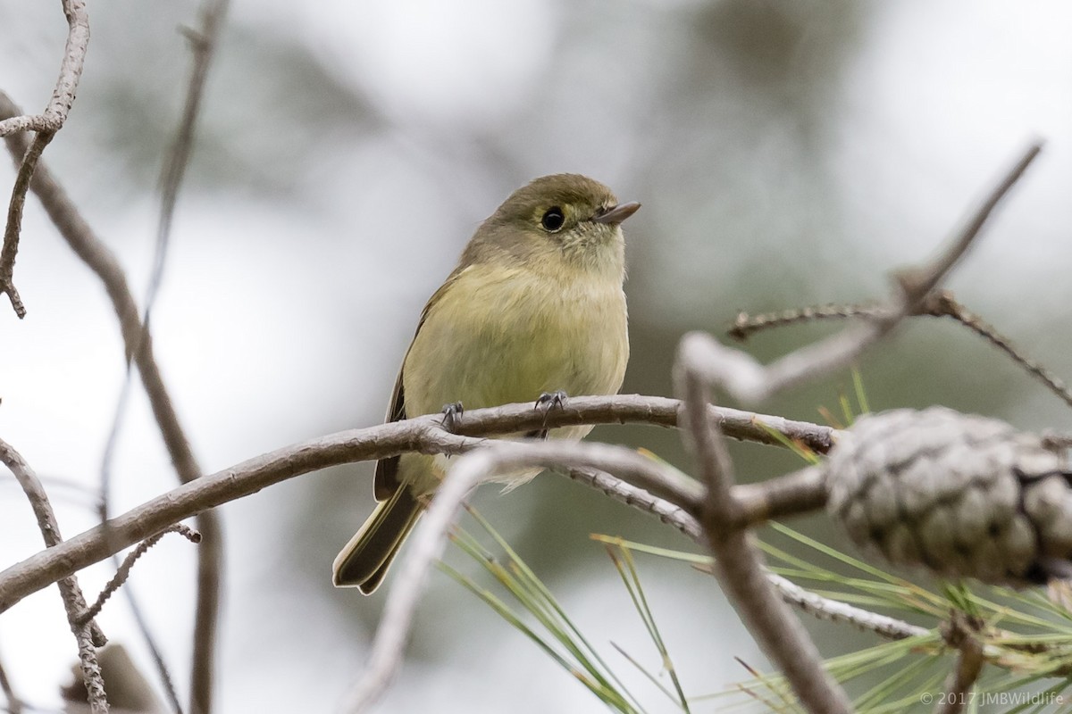 Hutton's Vireo - ML45043991