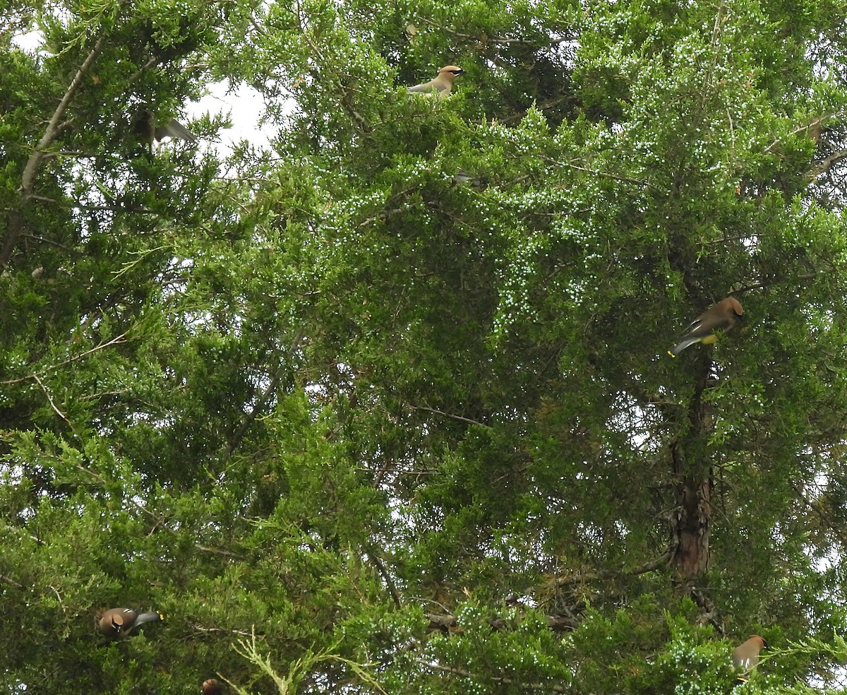 Cedar Waxwing - ML450439981