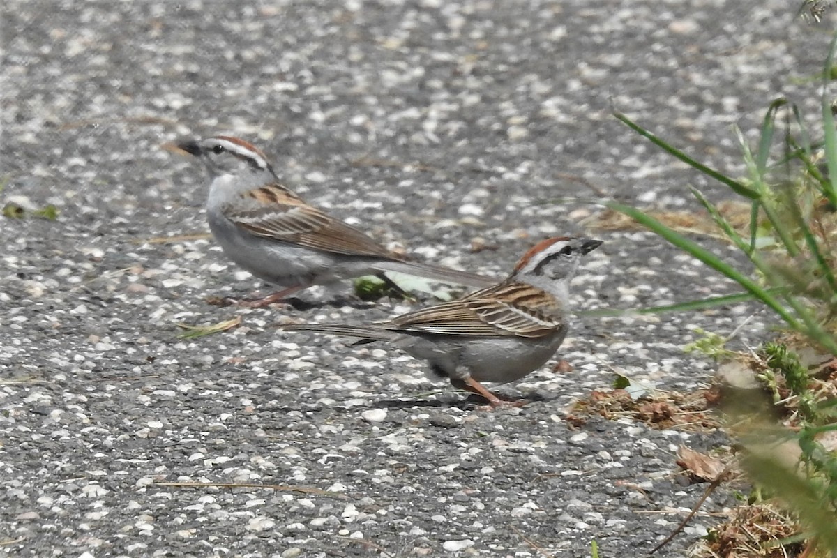 Chipping Sparrow - ML450440521