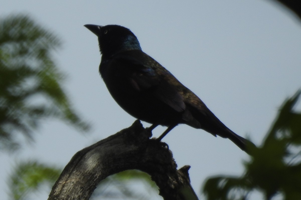 Common Grackle - ML450440761