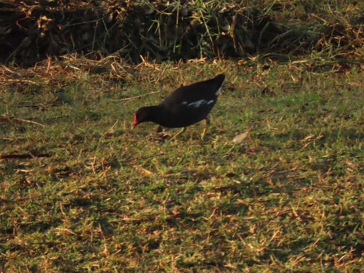 Gallinule poule-d'eau - ML450440881