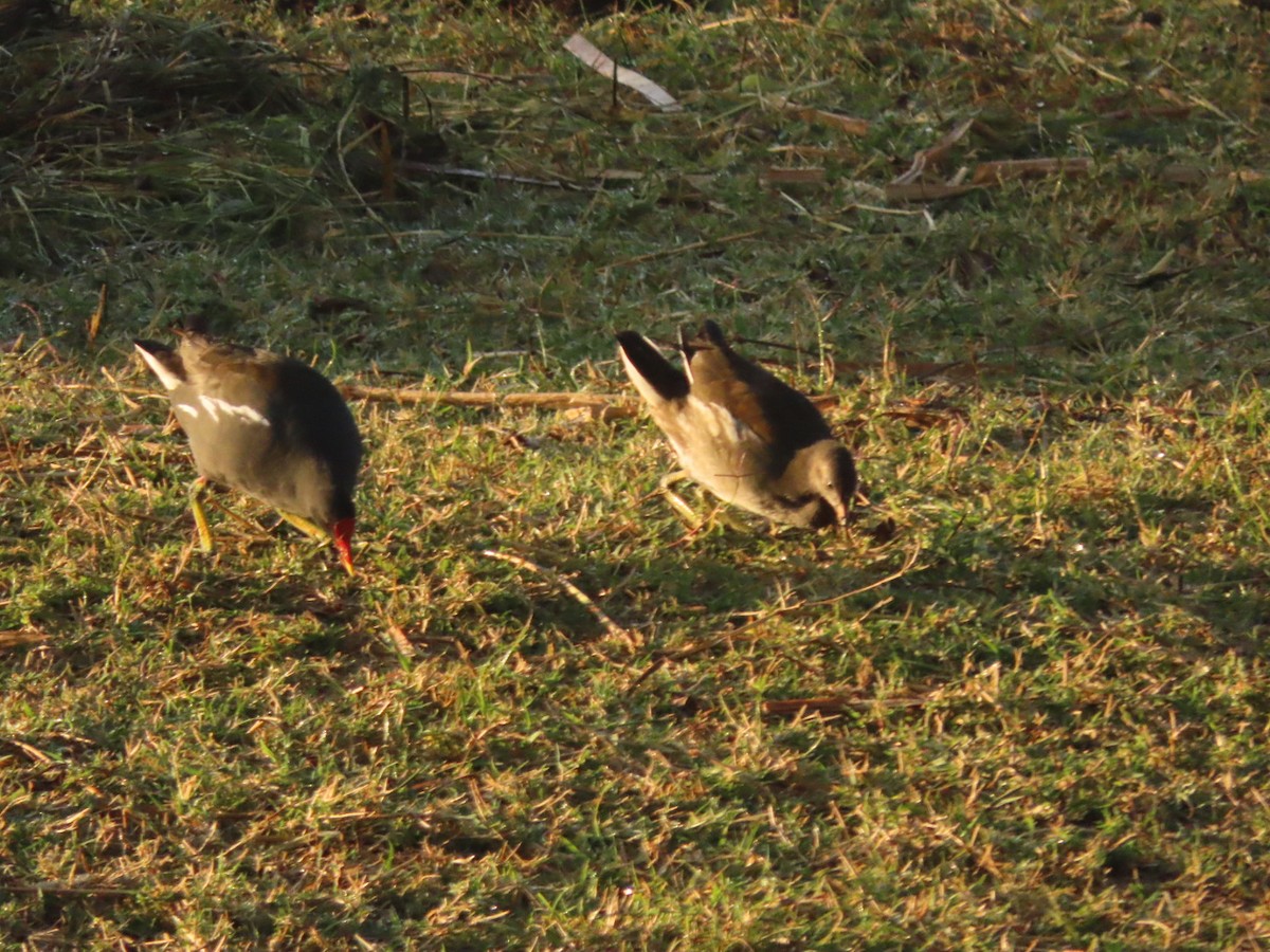 Eurasian Moorhen - ML450440901