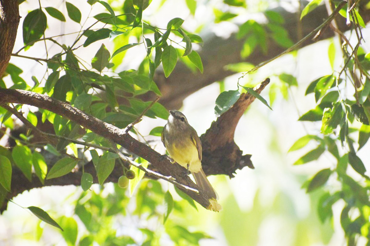 Greenish Elaenia - ML450440921