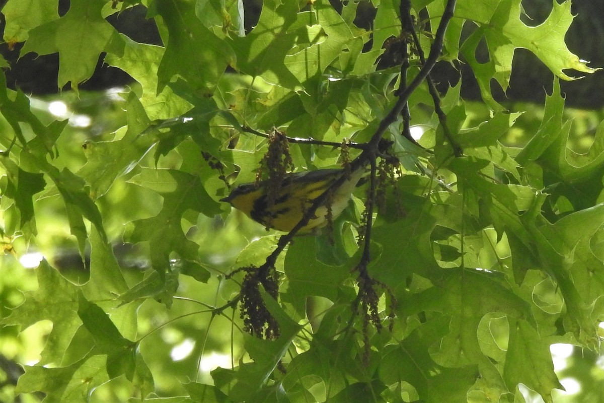 Magnolia Warbler - ML450440941