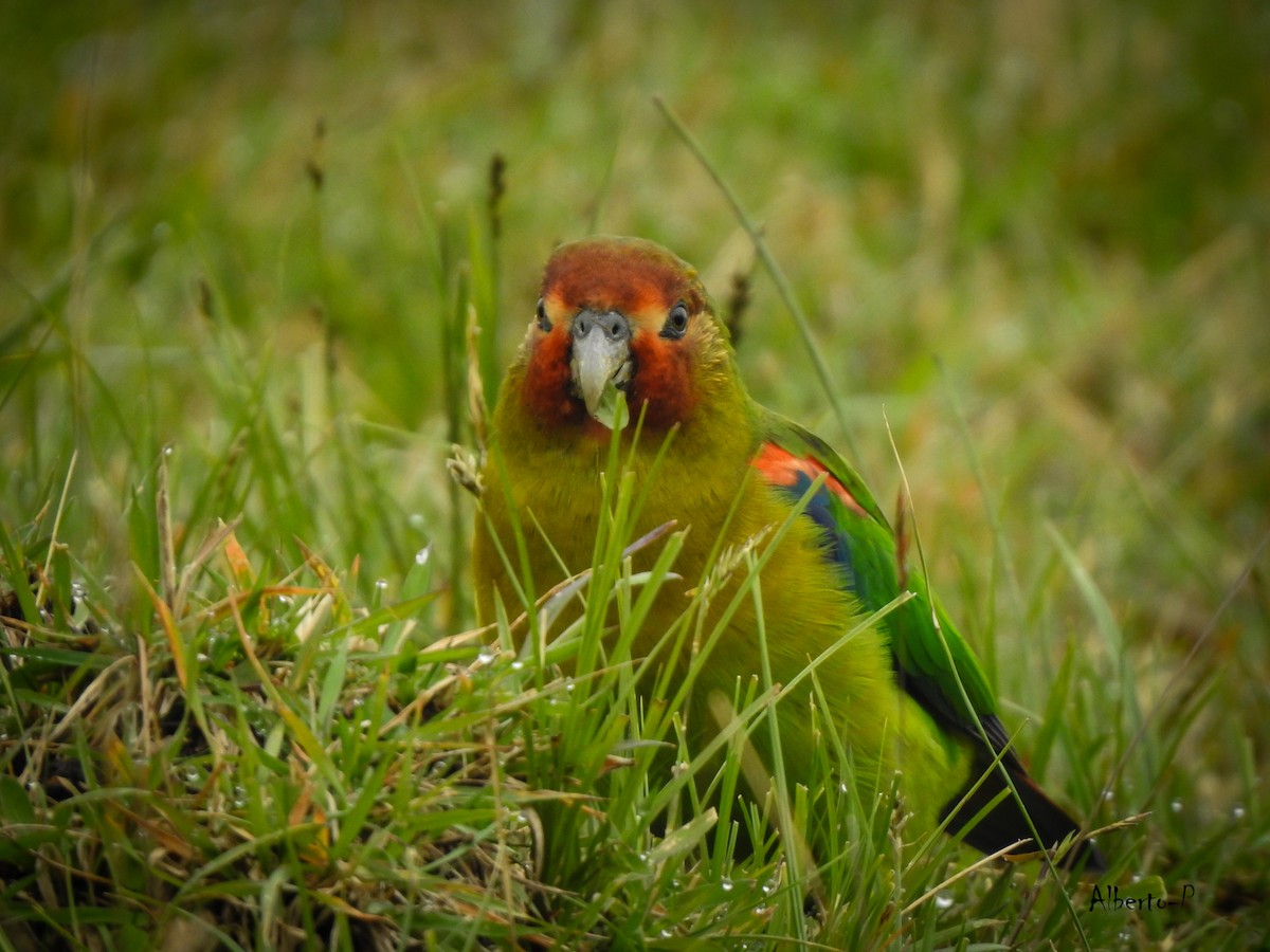 Rusty-faced Parrot - ML450441571