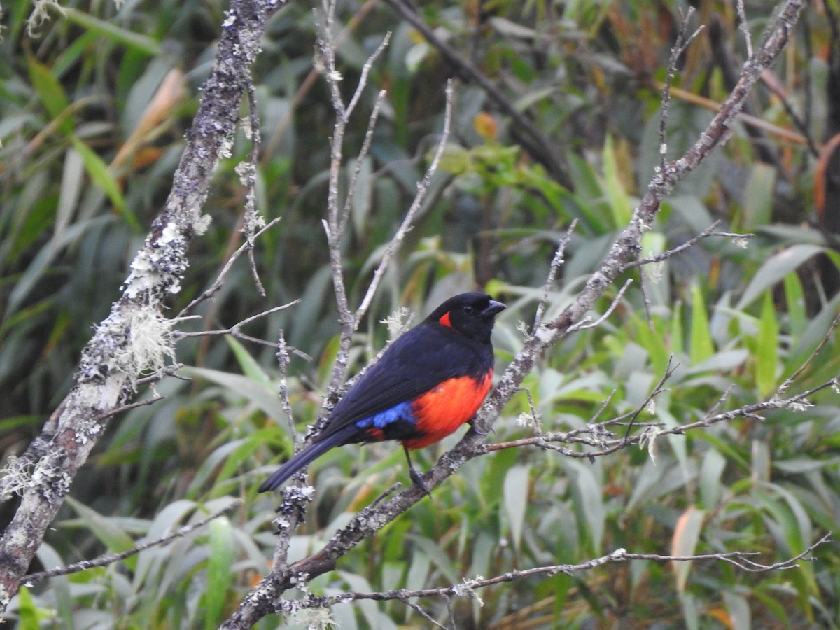 Scarlet-bellied Mountain Tanager - ML450441761
