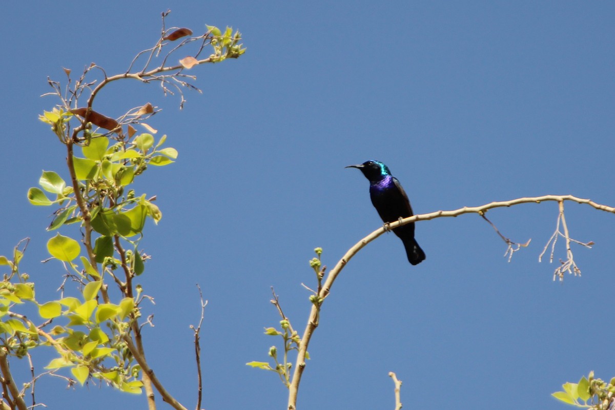 Palestine Sunbird (Palestine) - ML450441851