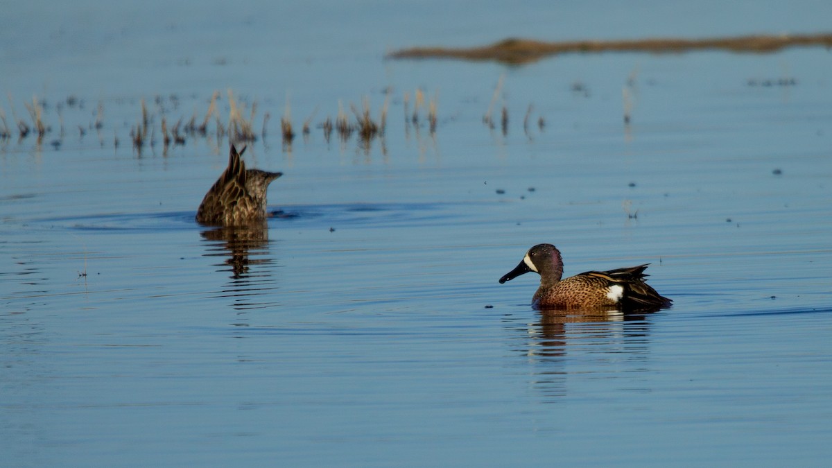 Blue-winged Teal - ML450443641