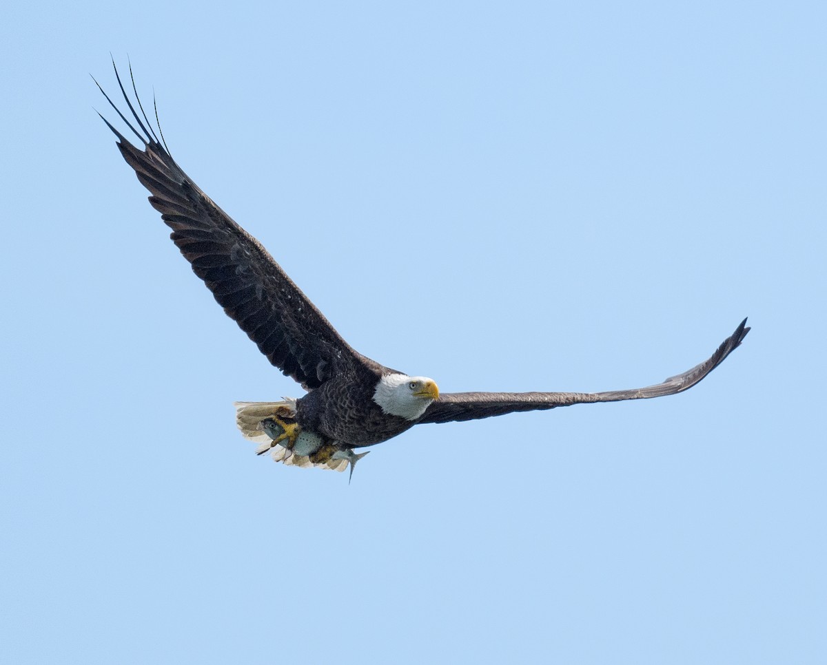 Bald Eagle - ML450444401
