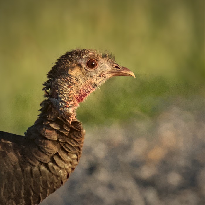 Wild Turkey - ML450444441