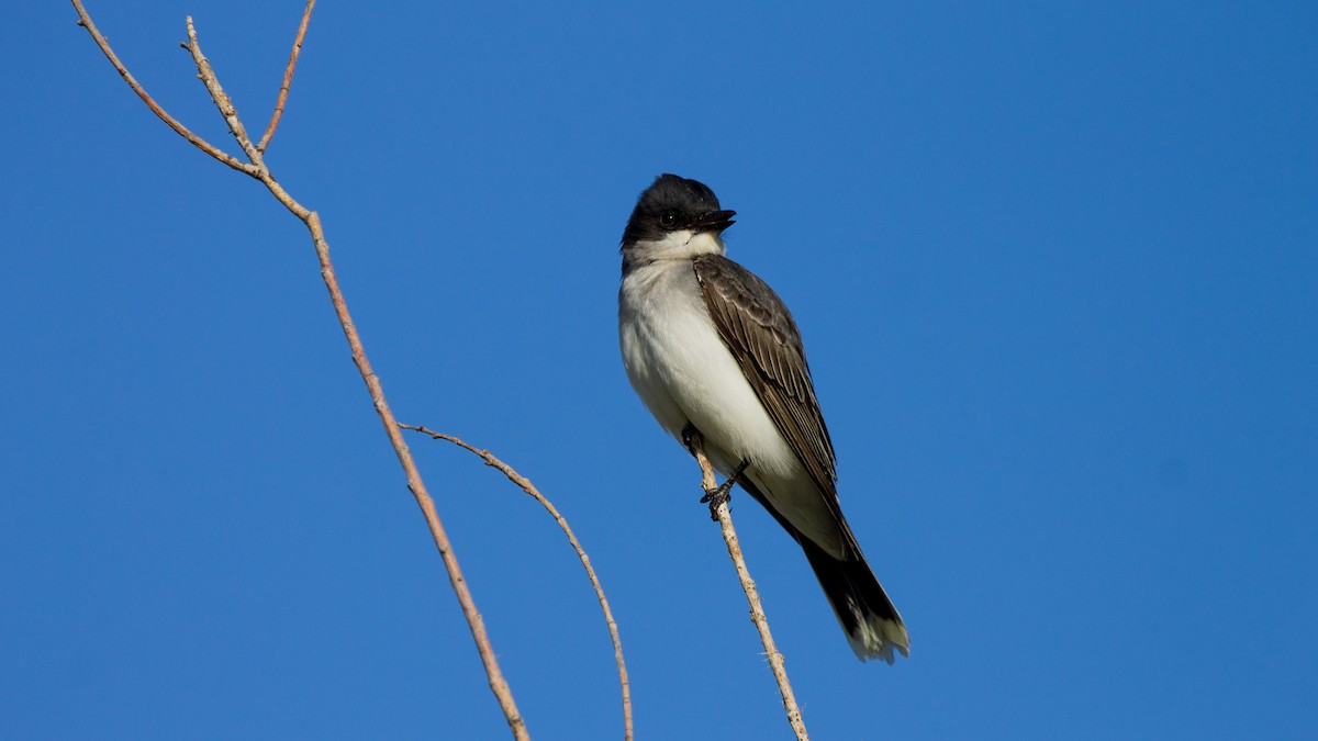 Eastern Kingbird - ML450445291