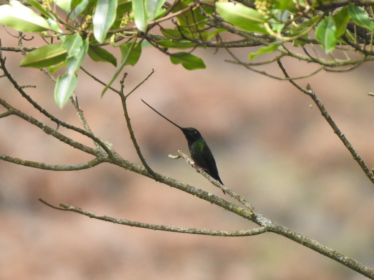 Sword-billed Hummingbird - ML450445611