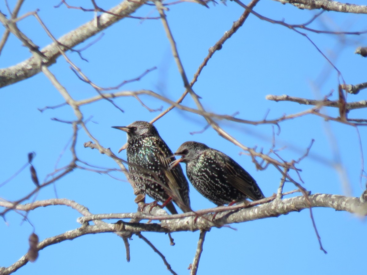 European Starling - ML45044841