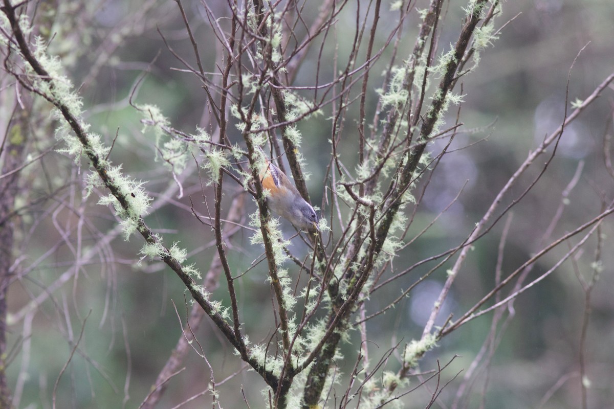 Gray-throated Warbling Finch - ML450449171