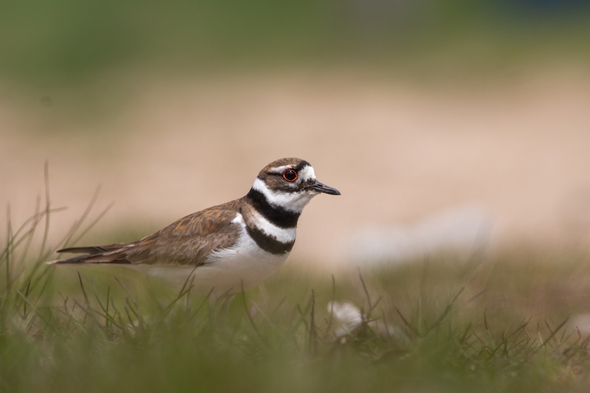 Killdeer - Rain Saulnier