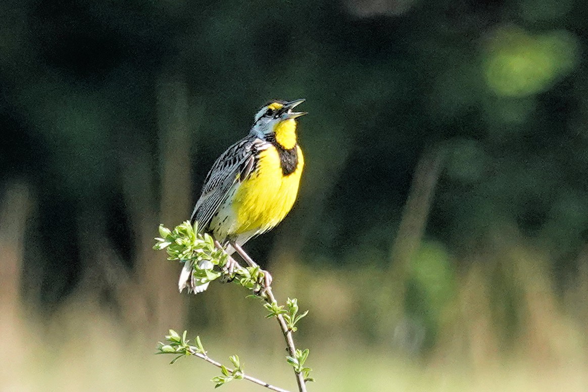 Eastern Meadowlark - Alan Mitchnick