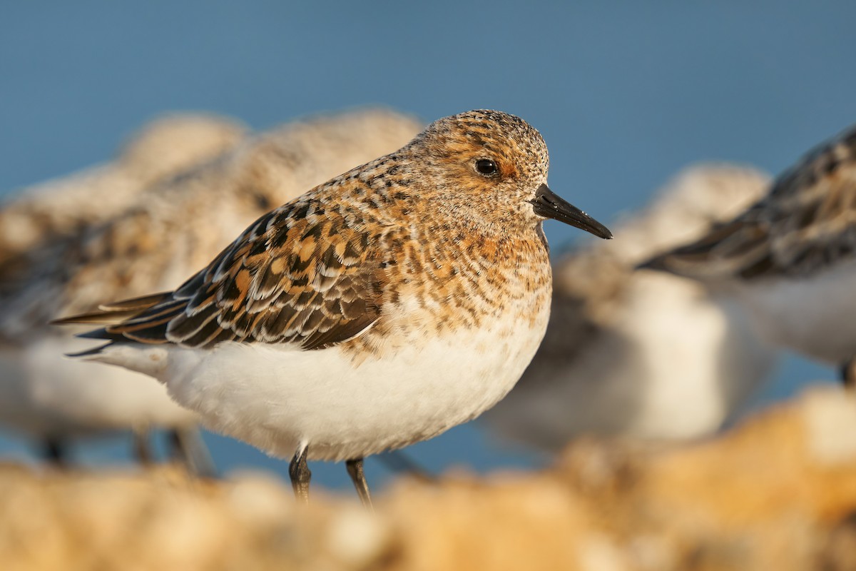 Sanderling - ML450450501