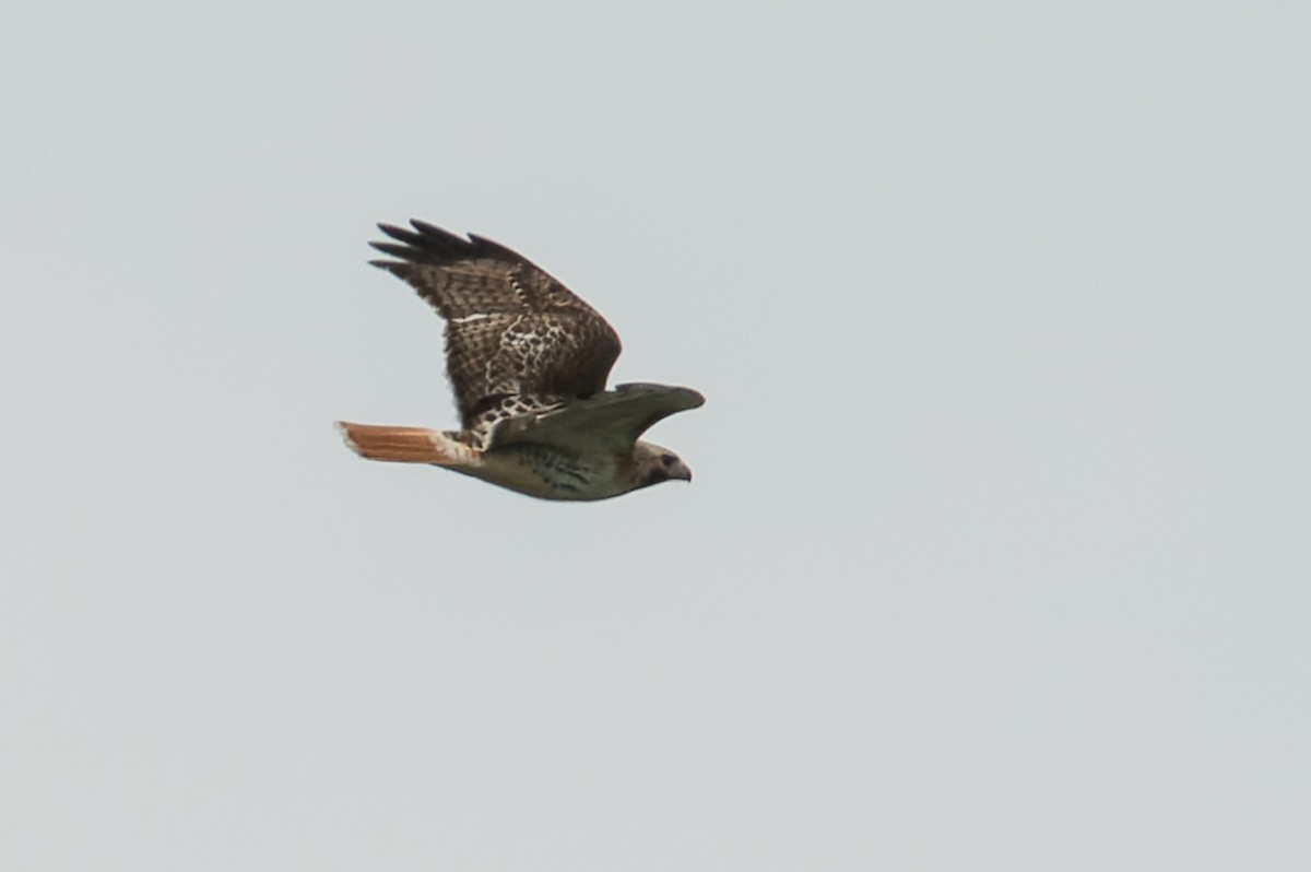 Red-tailed Hawk - ML450451091