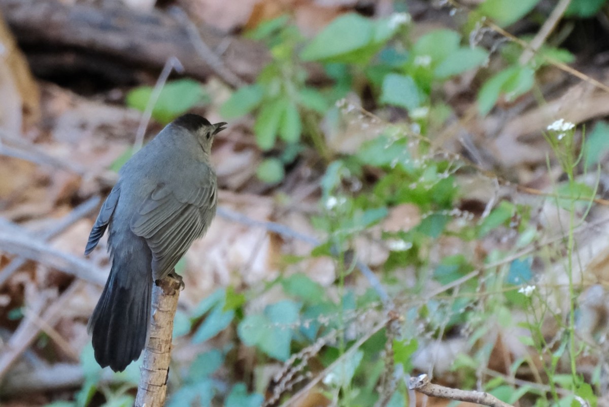 Gray Catbird - ML450451381
