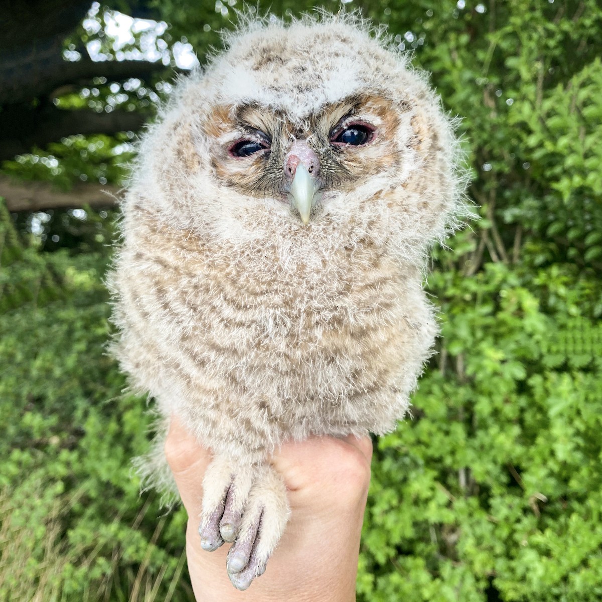 Tawny Owl - Ian Sherriffs