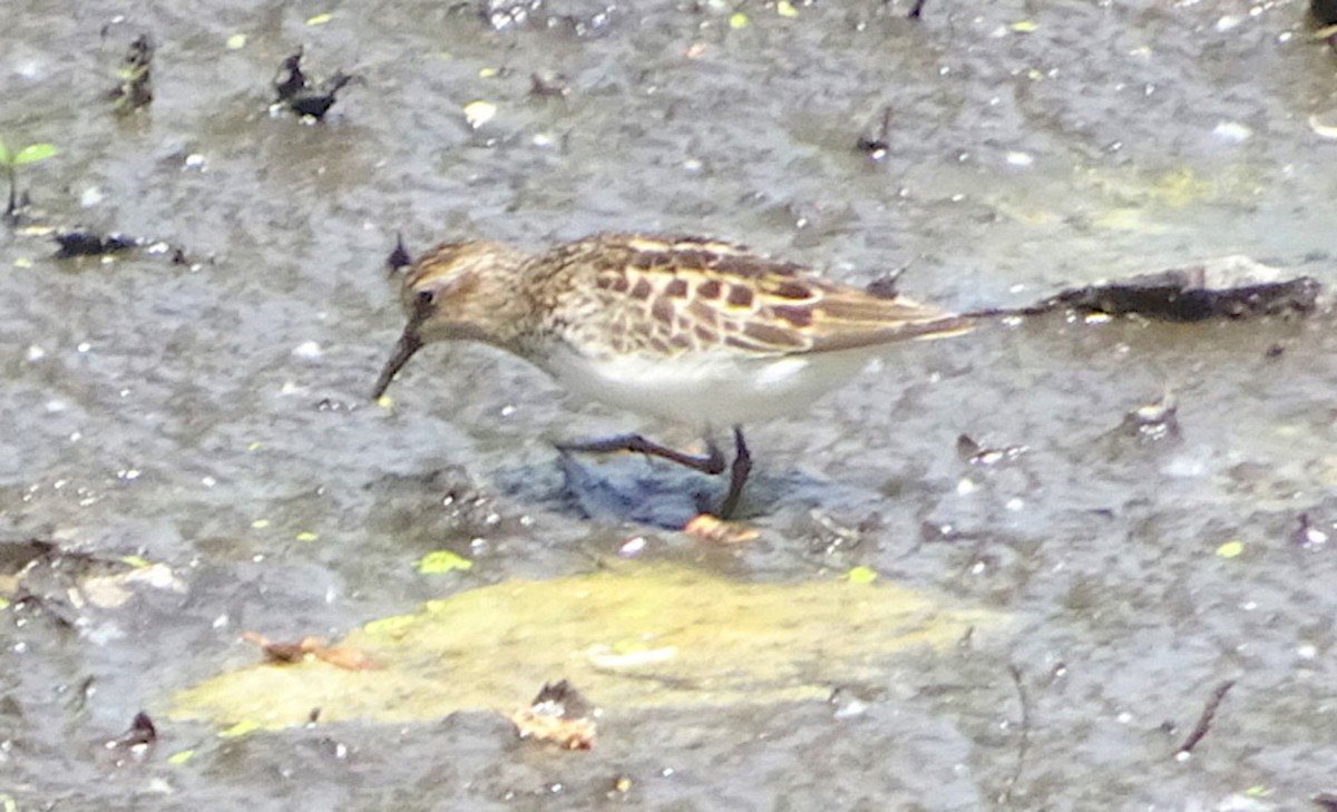 Least Sandpiper - ML450452031