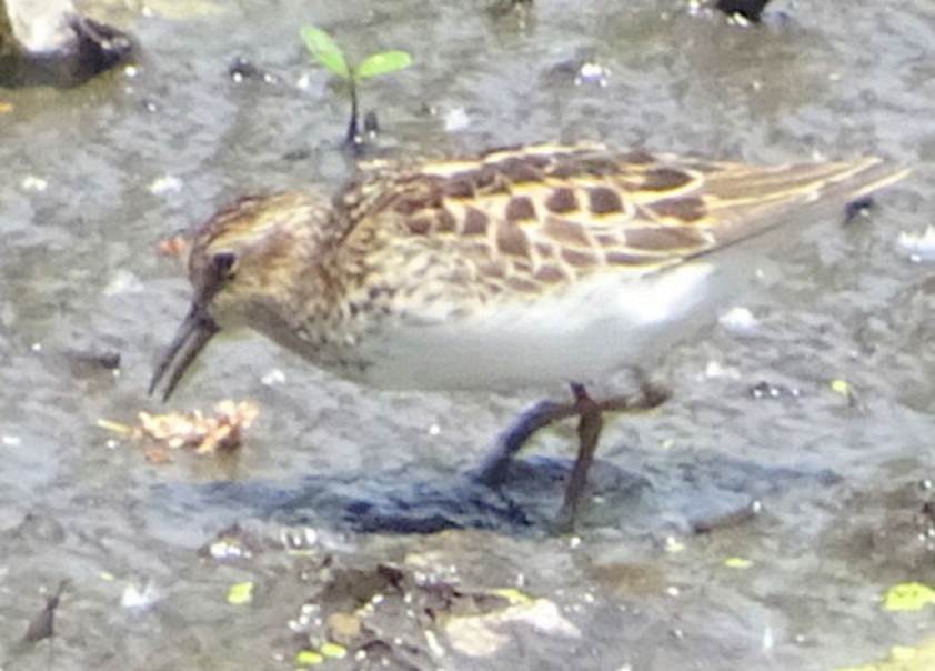 Least Sandpiper - ML450452351