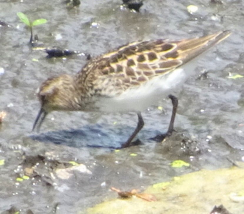 Least Sandpiper - ML450452361