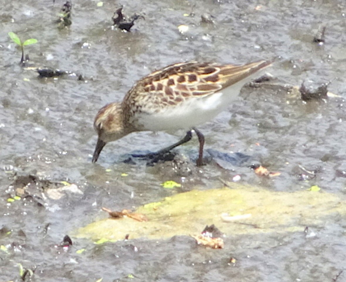 Least Sandpiper - ML450452371