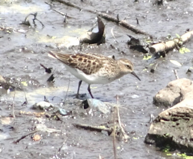 Least Sandpiper - ML450452671